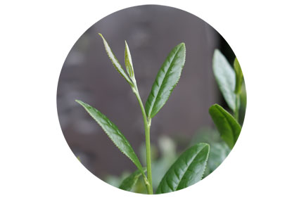 Tea in Motion