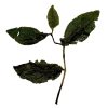 416 Taiwan Alishan Jing Xuan 'Milk Oolong' - Afbeelding 4
