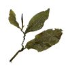 417 Taiwan Lishan Cui Luan High Mountain Oolong - Afbeelding 4