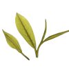 323 China Zhejiang Anji Bai Cha - Afbeelding 4