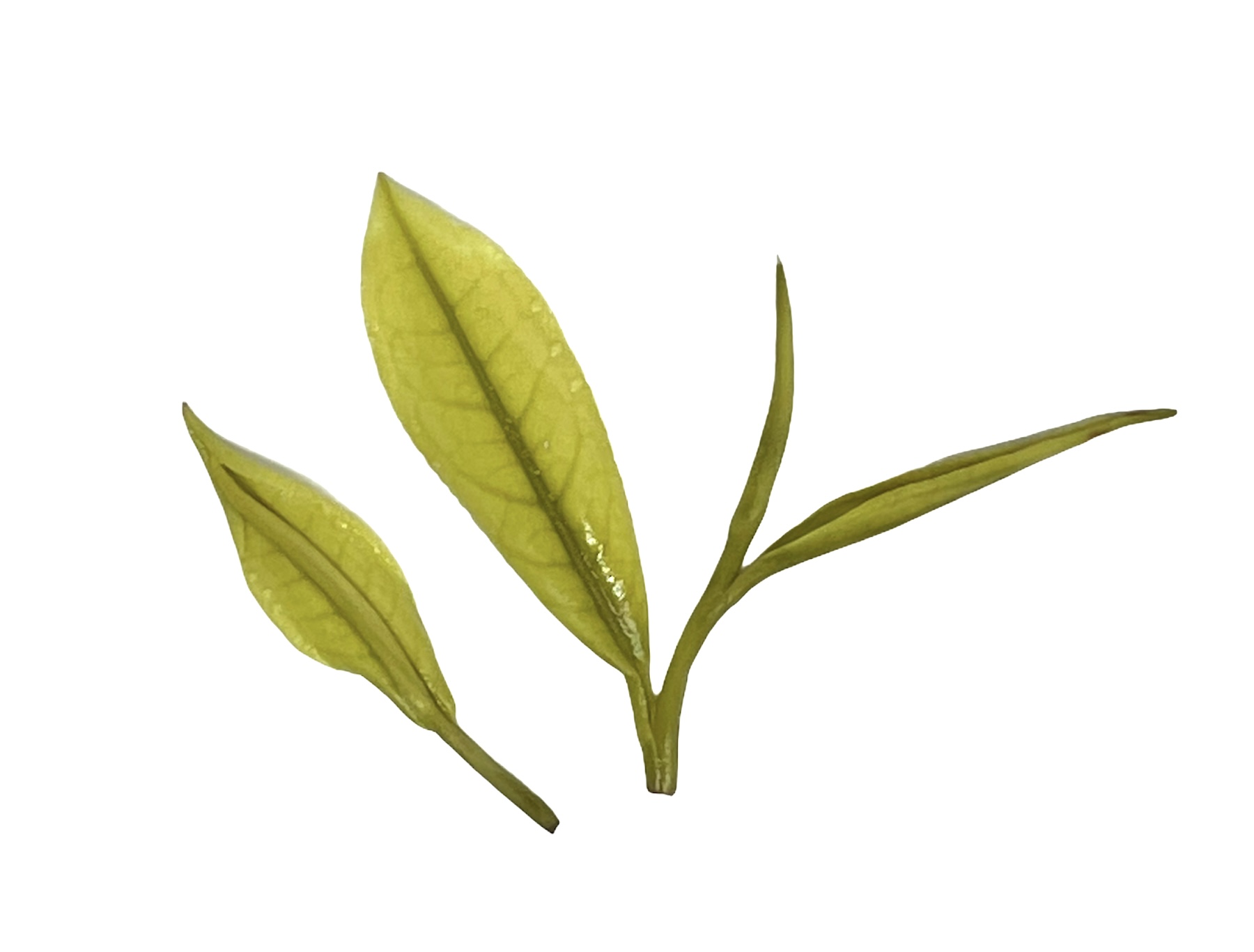 323 China Zhejiang Anji Bai Cha - Afbeelding 4