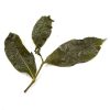 463 Taiwan Long Feng Xia High Mountain Oolong - Afbeelding 2