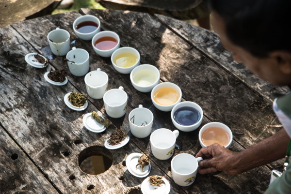 Tea in Motion