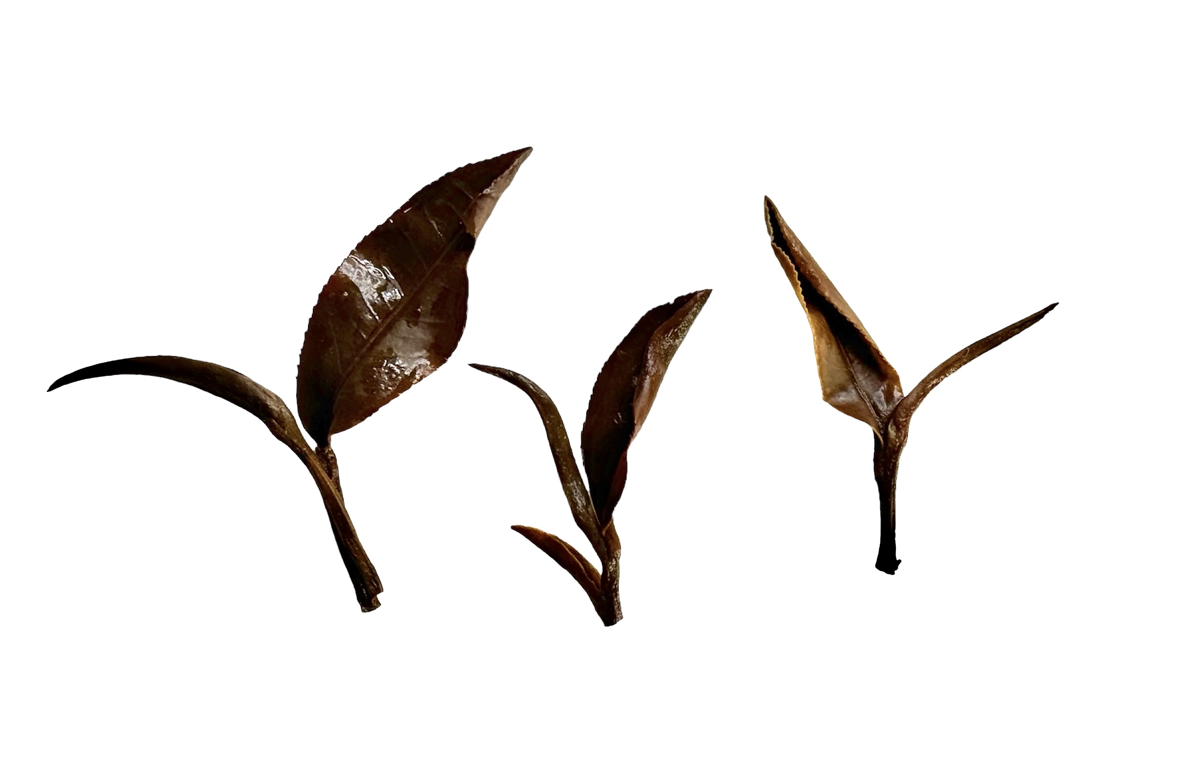 434 Vietnam Tam Duong Fine Twisted Oolong - Afbeelding 4