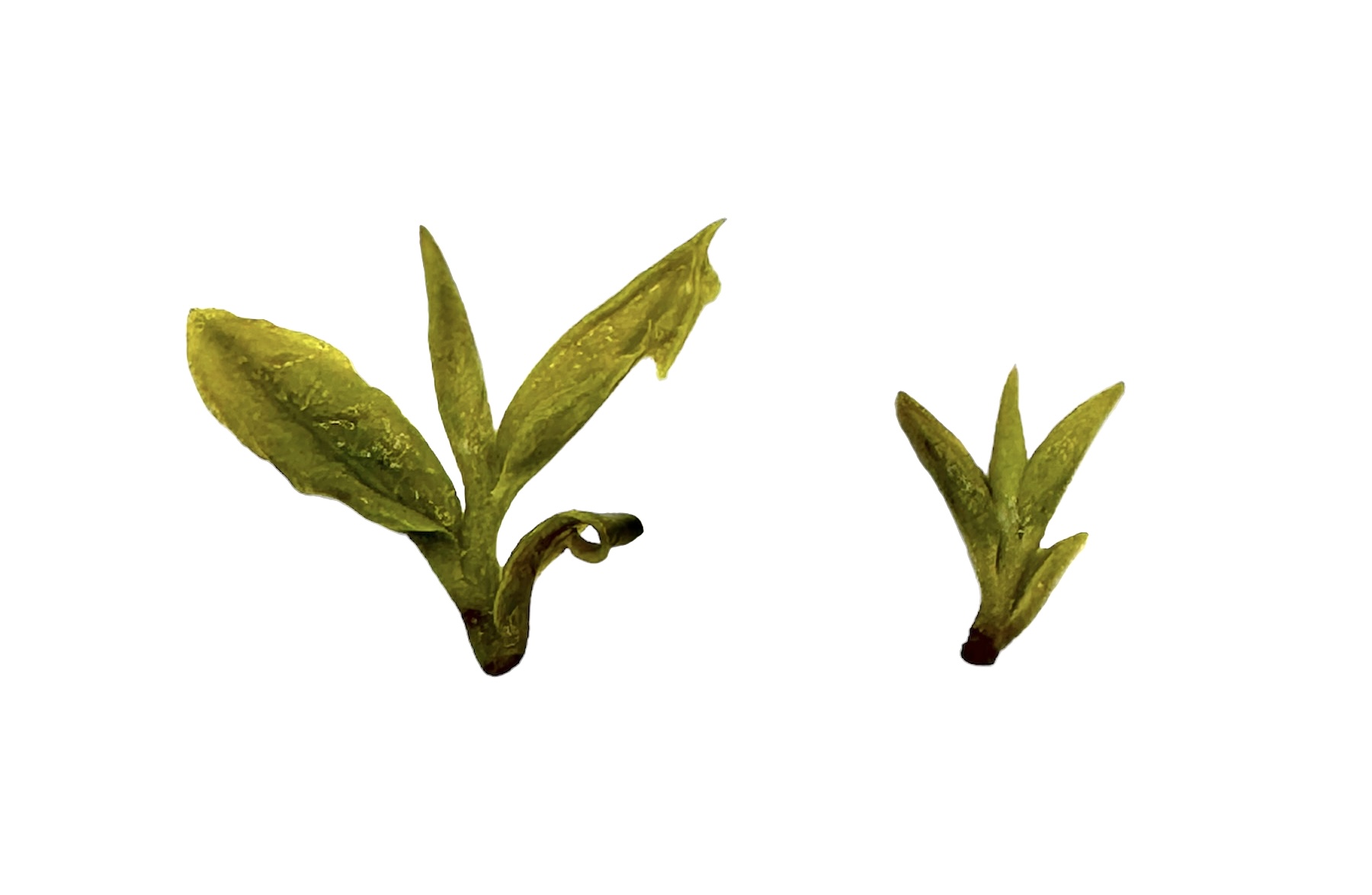 333.1 China Dragon Well Long Jing 2025 - Afbeelding 4