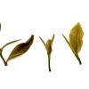 363 Ceylon Nuwara Eliya Diyanillakelle - Afbeelding 4
