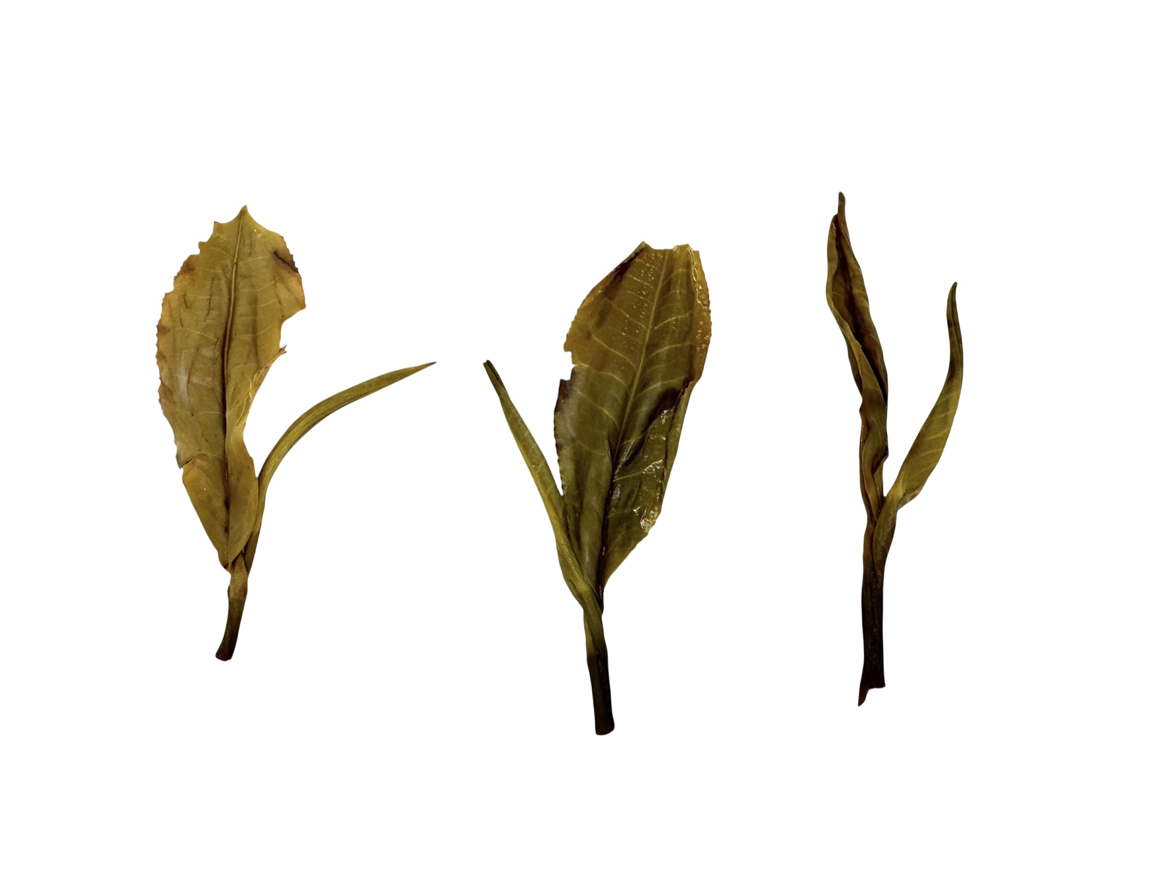 482 Ceylon Idalgashinna Blink Bonnie Bio - Afbeelding 4