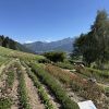 920 Italië Pflegerhof Zomerdroom Bio - Afbeelding 2