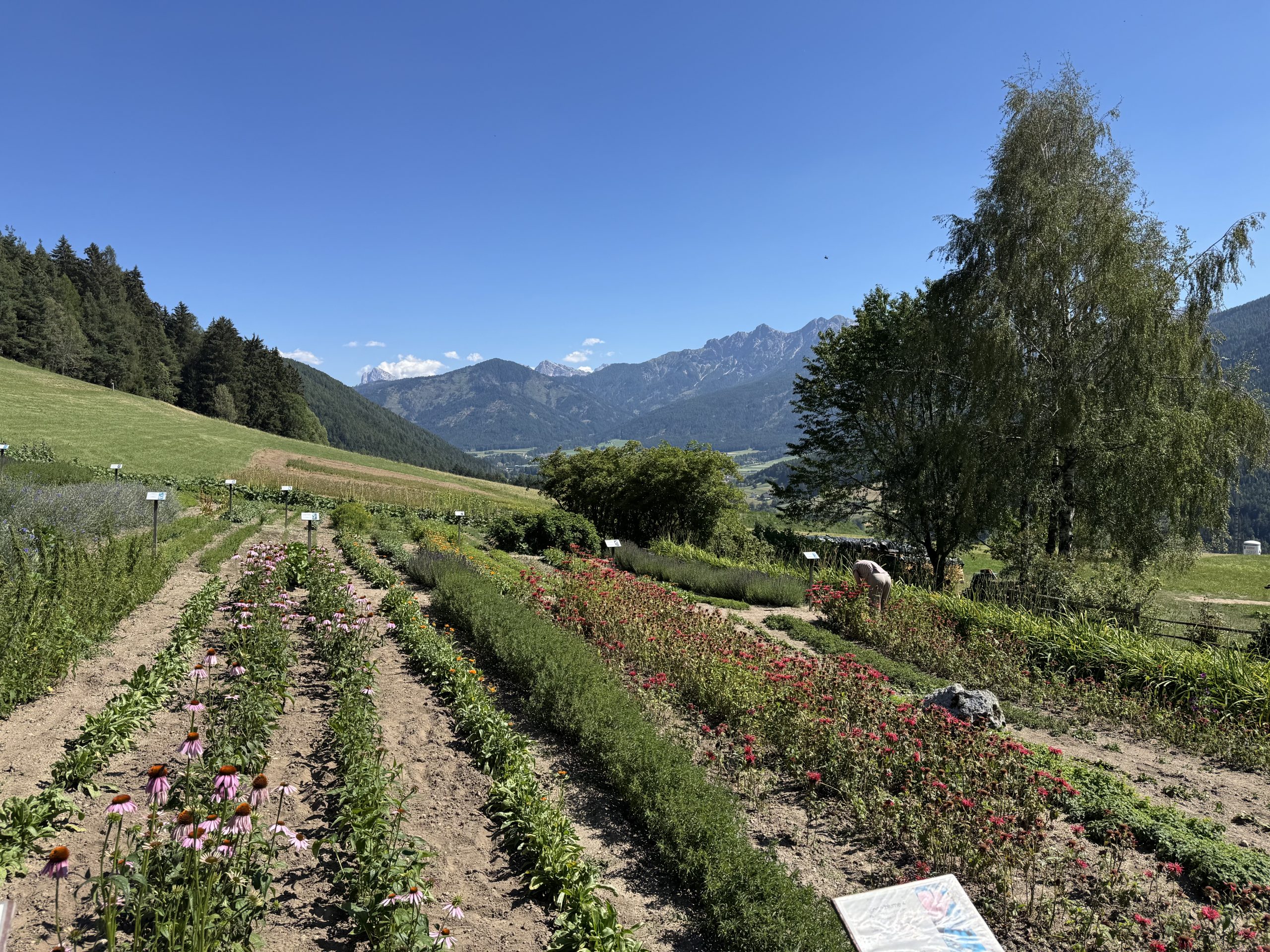 920 Italië Pflegerhof Zomerdroom Bio - Afbeelding 2