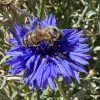 920 Italië Pflegerhof Zomerdroom Bio - Afbeelding 3