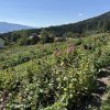 920 Italië Pflegerhof Zomerdroom Bio - Afbeelding 4