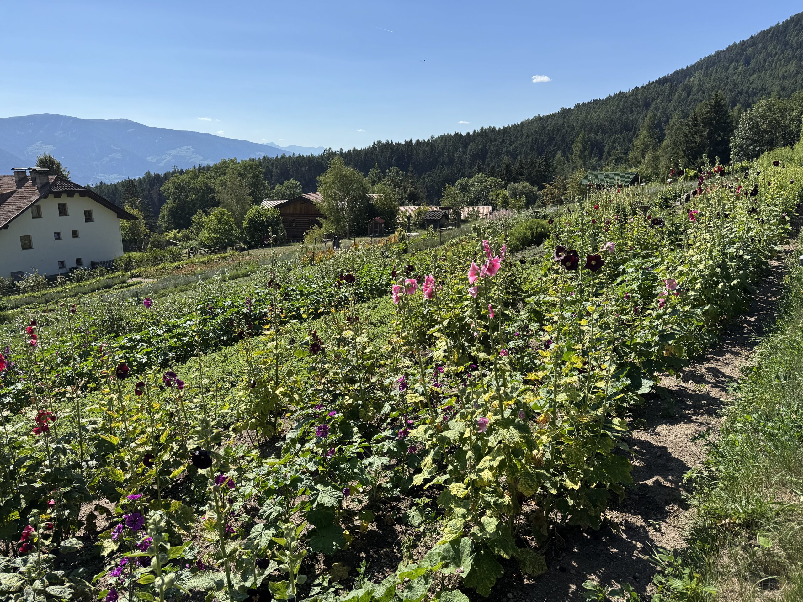 920 Italië Pflegerhof Zomerdroom Bio - Afbeelding 4